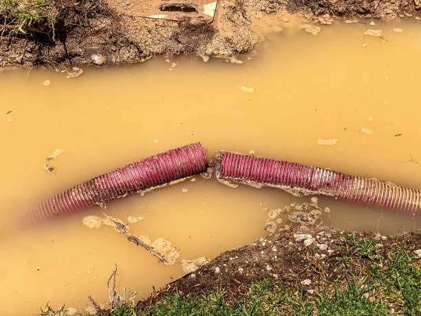 Best Basement water damage restoration  in Sunrise Manor, NV